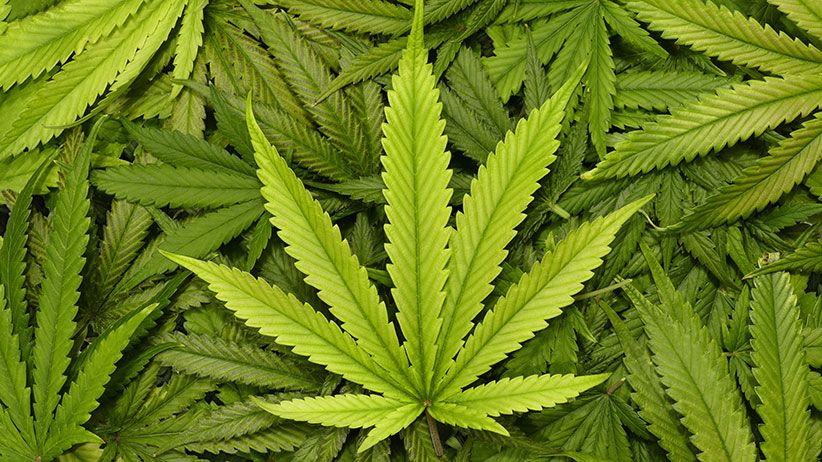 Legalizacion-de-la-marihuana-mexico
